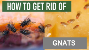 how to get rid of gnats