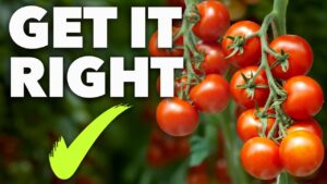 how to plant tomatoes